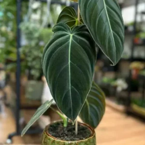 Philodendron melanochrysum