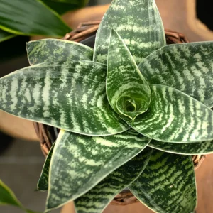 Snake Plant