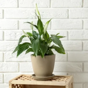 Spathiphyllum