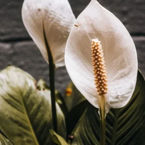 Spathiphyllum — “Fleur de lune”