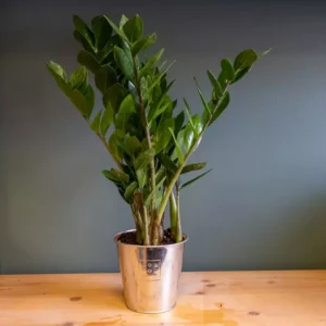 zamioculcas